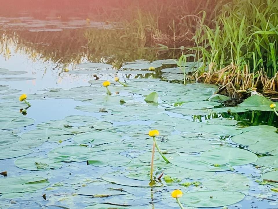 Ausflugsrestaurant & Pension Aalbude & Hausflossvermietung 15 Ps Am Kummerower See-Verchen Dargun Kültér fotó